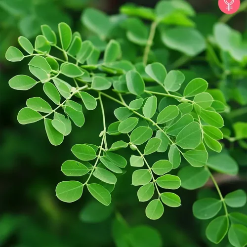 Benefits-Of-Moringa-Nutrition-1.jpg Benefits-Of-Moringa-Nutrition-1.jpg